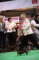 Crufts2011_2 1590